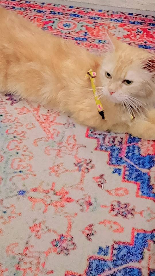 persion cat 6