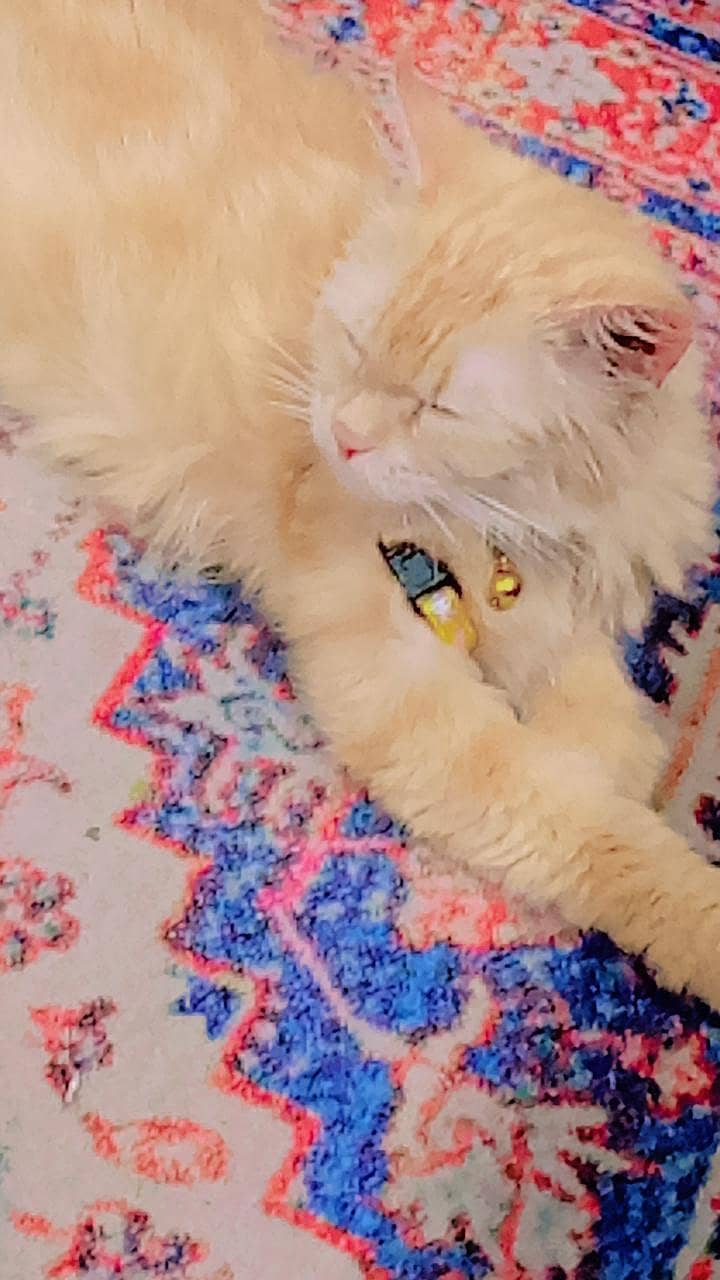 persion cat 7