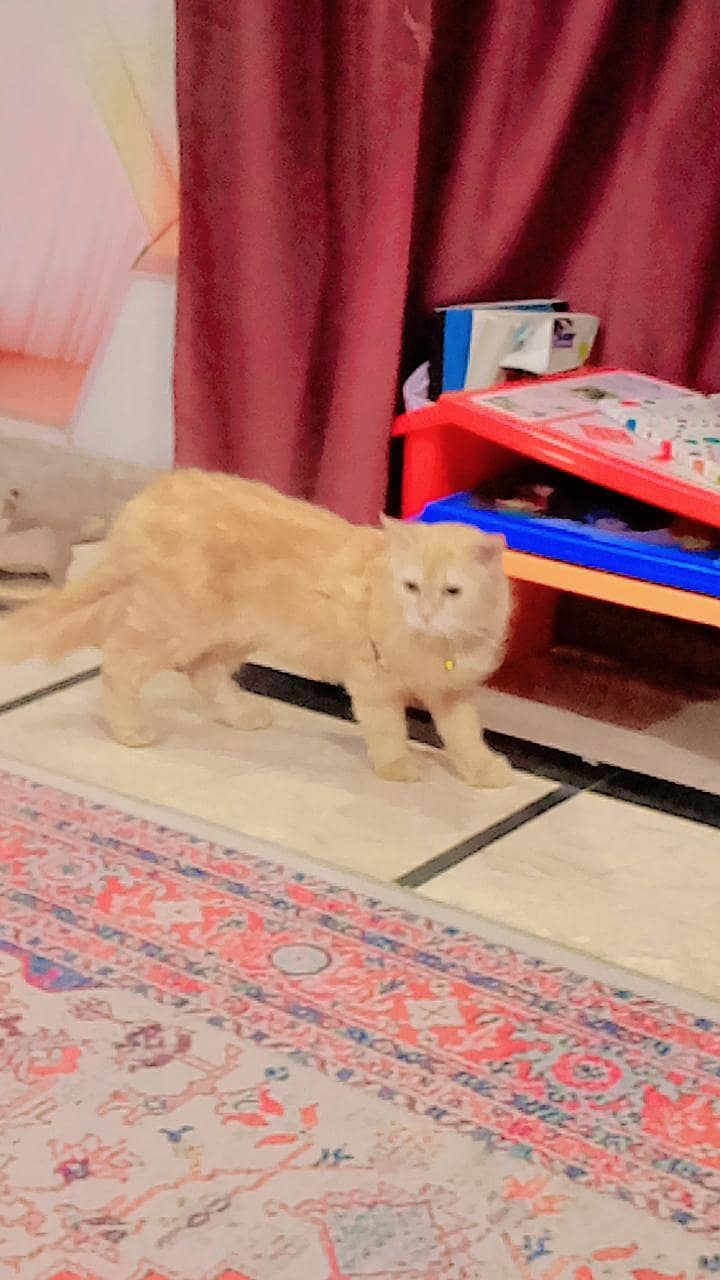 persion cat 8
