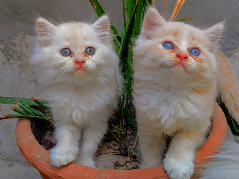 Kitten  0