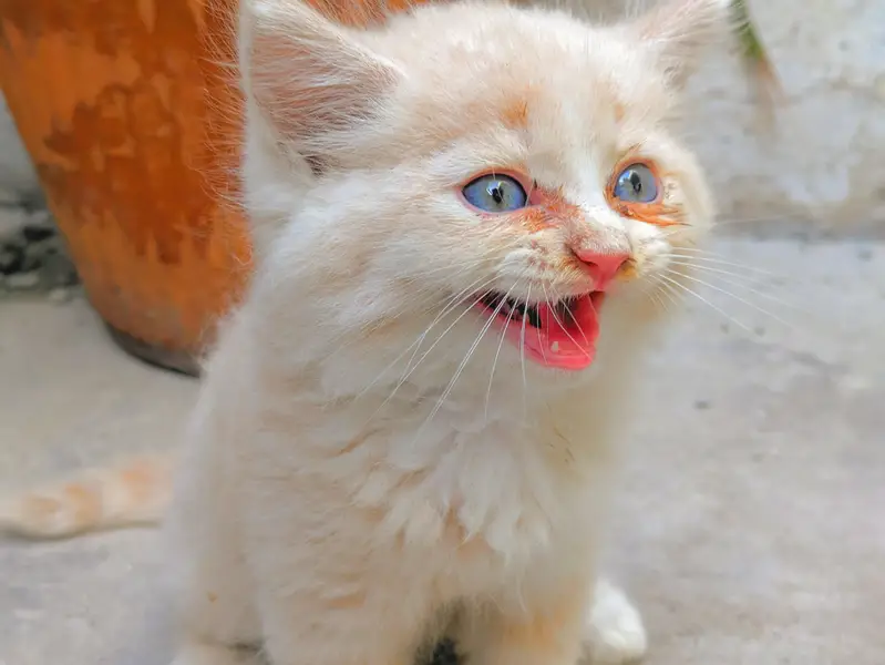 Kitten  — photo 2