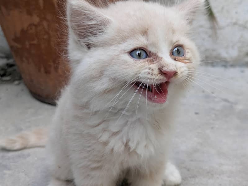 Kitten  2