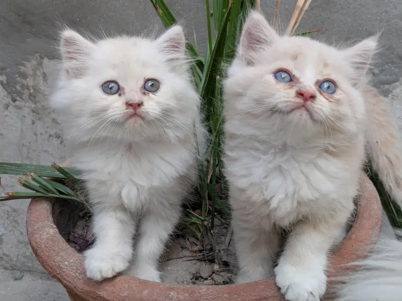 Kitten  — photo 4