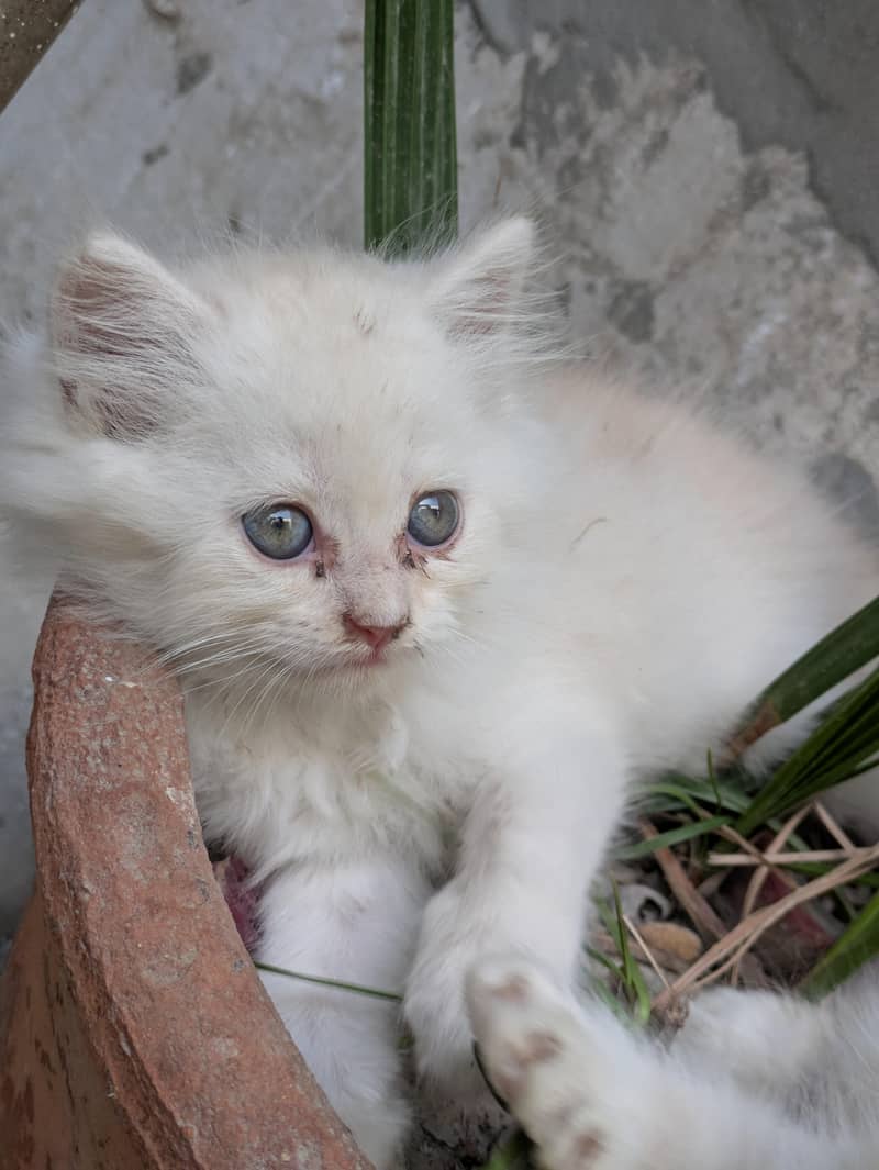 Kitten  4