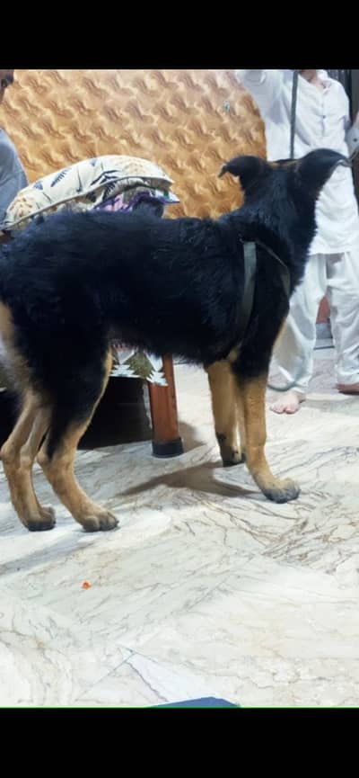 German shepherd puppy