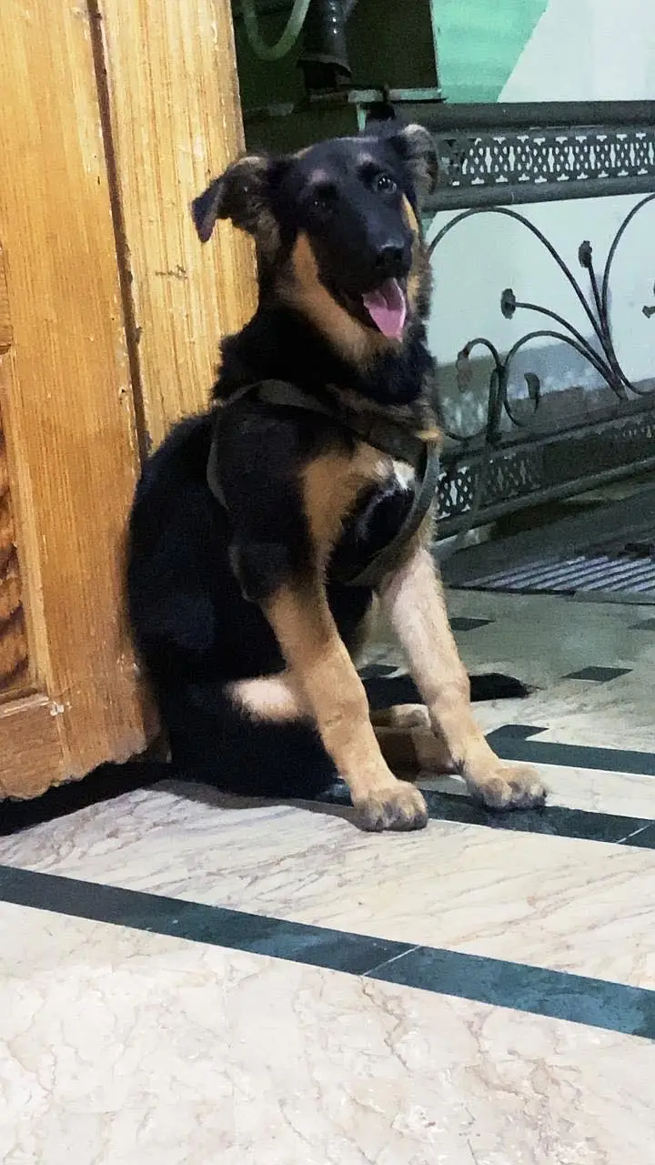 German shepherd puppy — photo 2