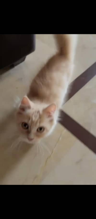 pure Persian complete vaccinated phone num only Whatsapp/03172510801