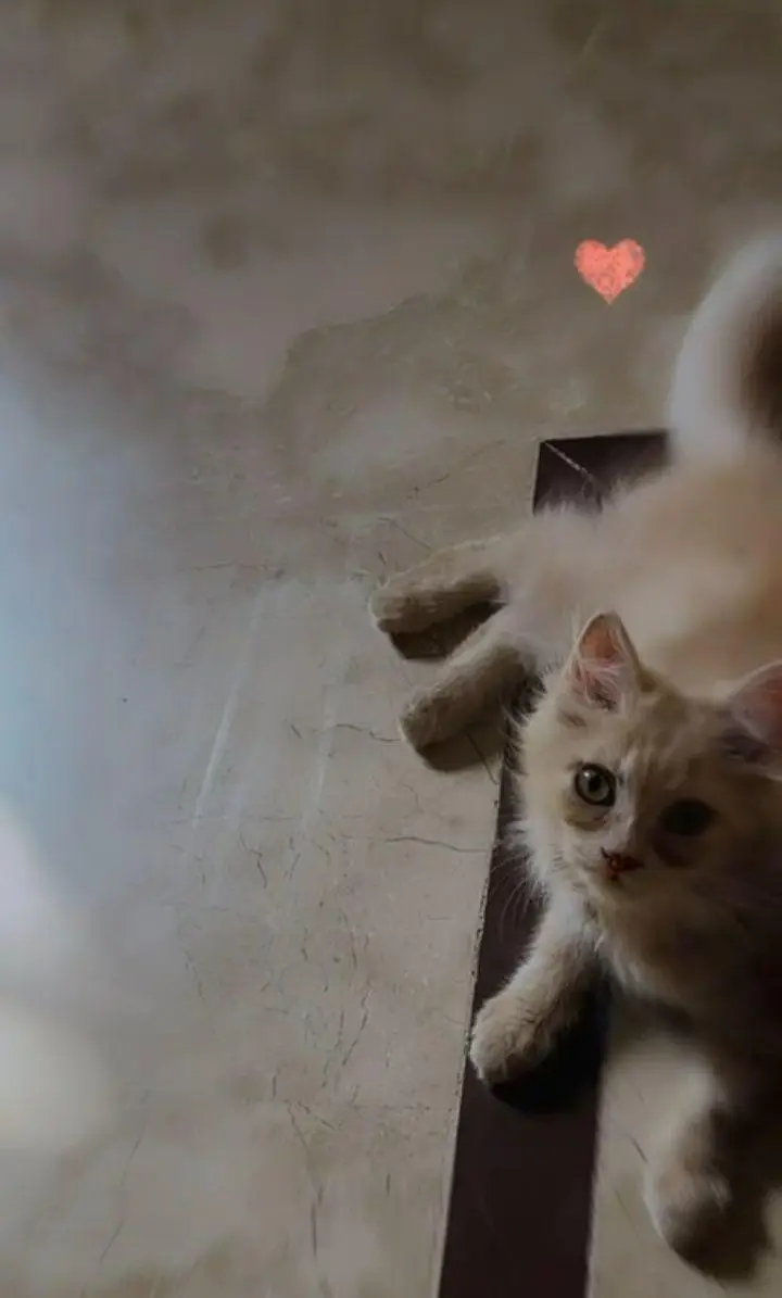 pure Persian complete vaccinated phone num only Whatsapp/03172510801 — photo 2
