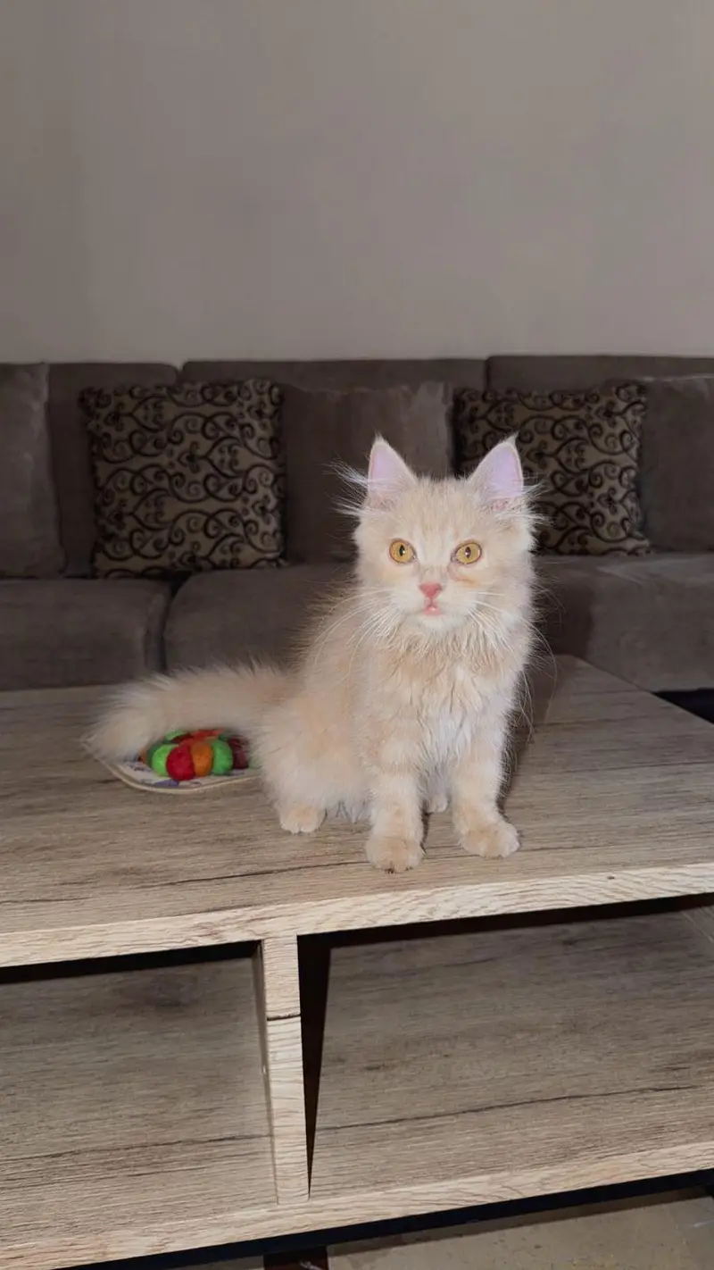 pure Persian complete vaccinated phone num only Whatsapp/03172510801 — photo 3