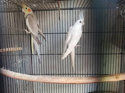 breeder king cocktail pair one extra fellow pied female for sale