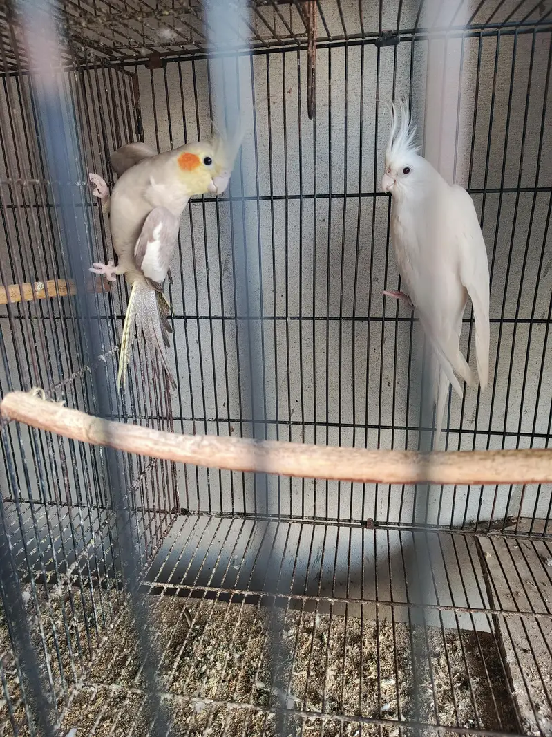 breeder king cocktail pair one extra fellow pied female for sale — photo 3