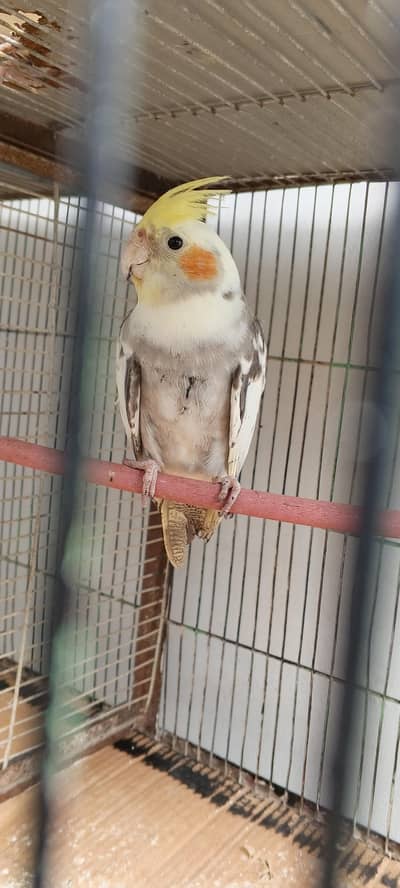 cocktaiel