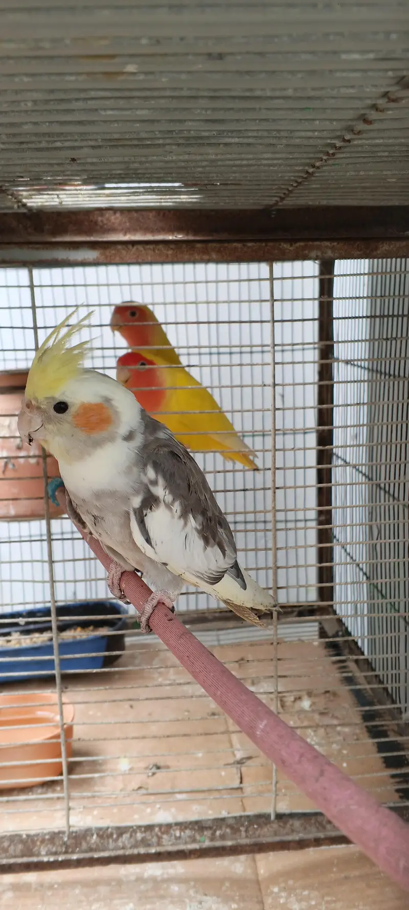 cocktaiel — photo 2