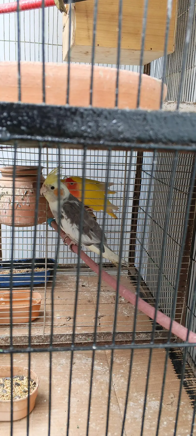 cocktaiel — photo 3