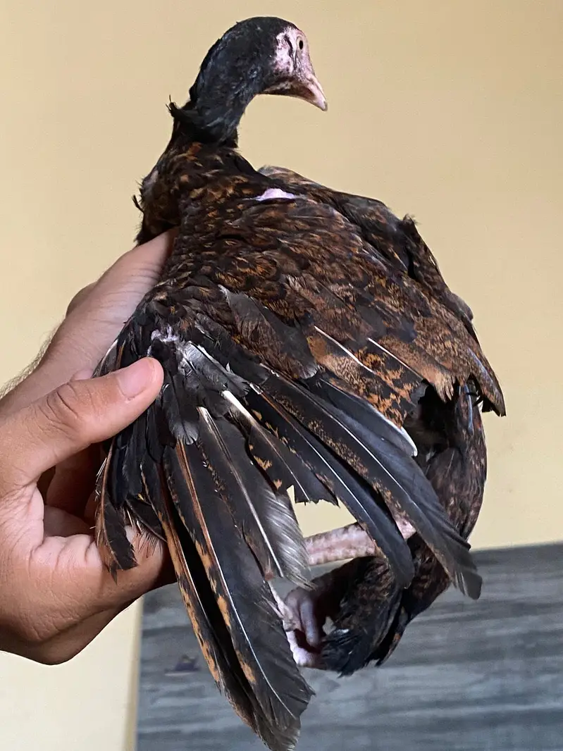 Aseel high quality brdes — photo 9