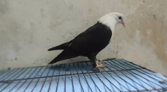 for sale karblai chick