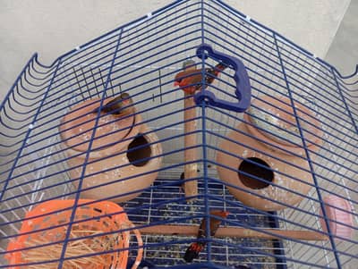 Strawberry Finches