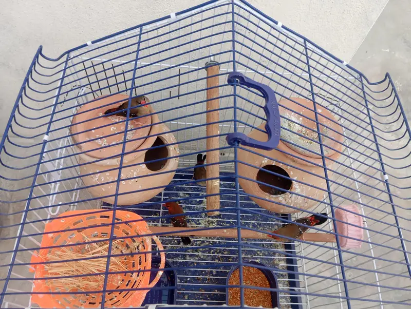 Strawberry Finches — photo 2