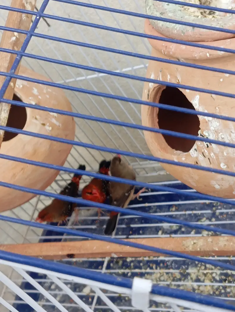 Strawberry Finches — photo 3