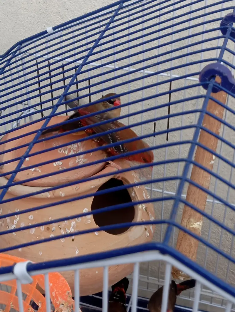 Strawberry Finches — photo 4