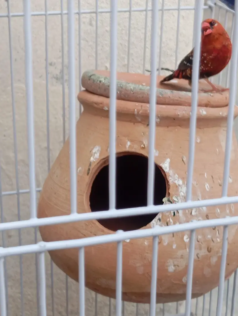 Strawberry Finches — photo 5
