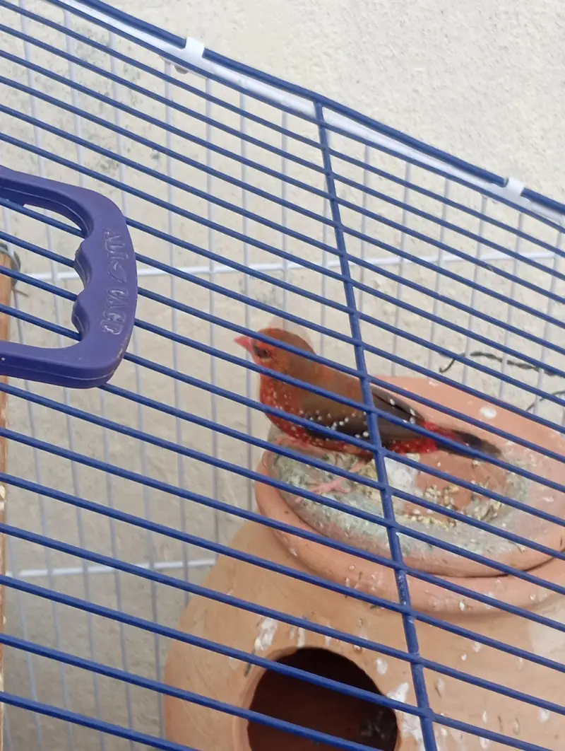 Strawberry Finches — photo 6