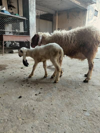 sheeps