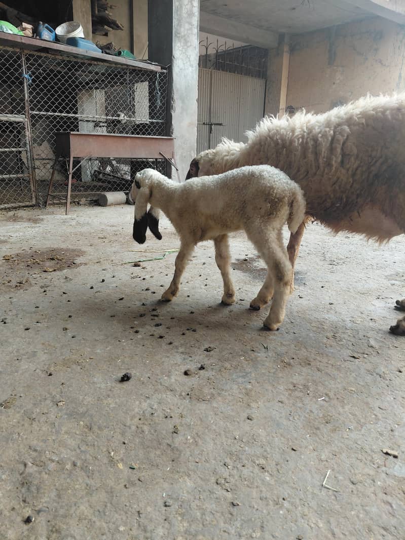 sheeps 1