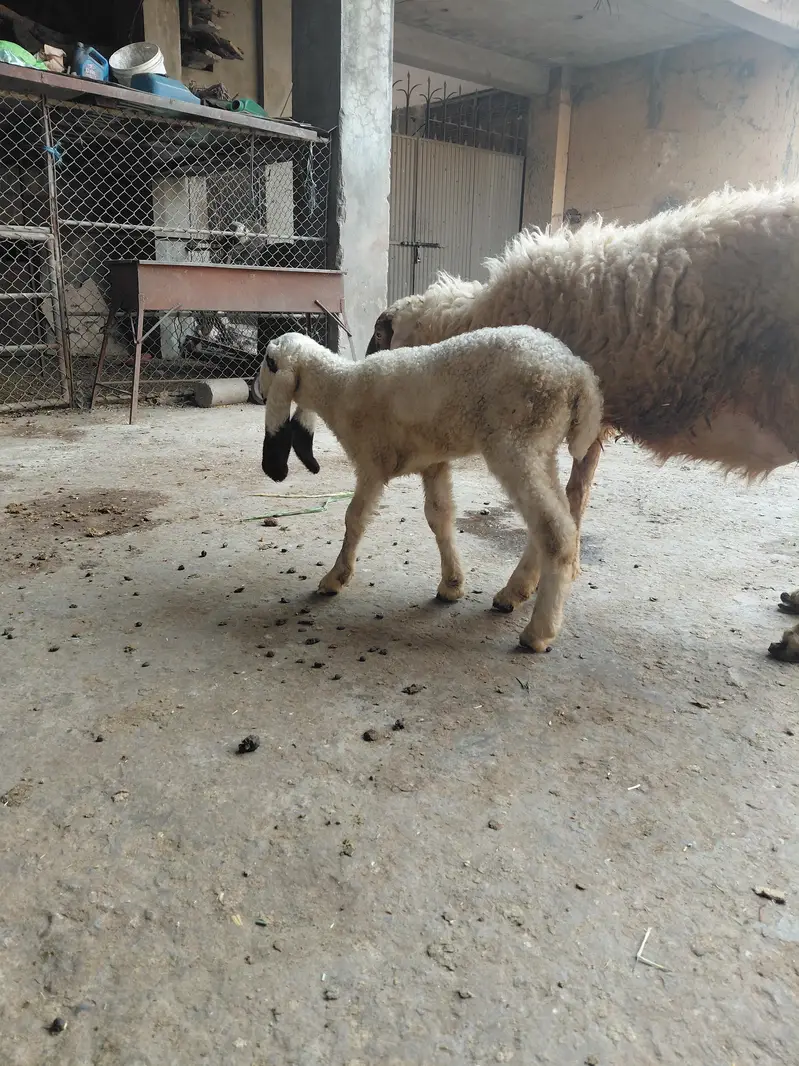 sheeps — photo 2