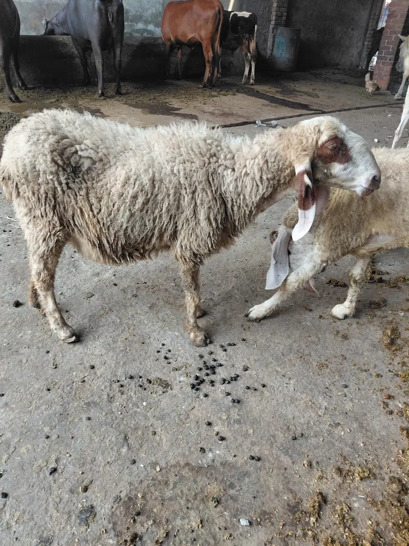 sheeps — photo 3