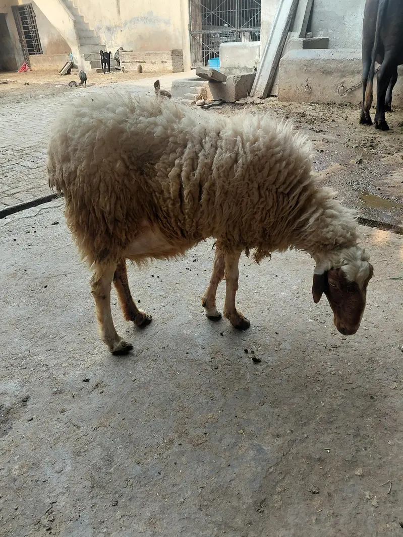 sheeps — photo 4