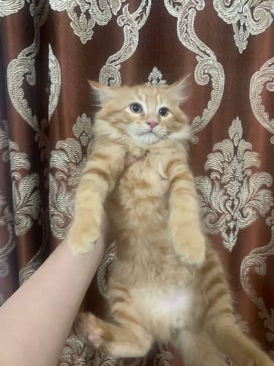 Beautiful Cat Pair for Sale