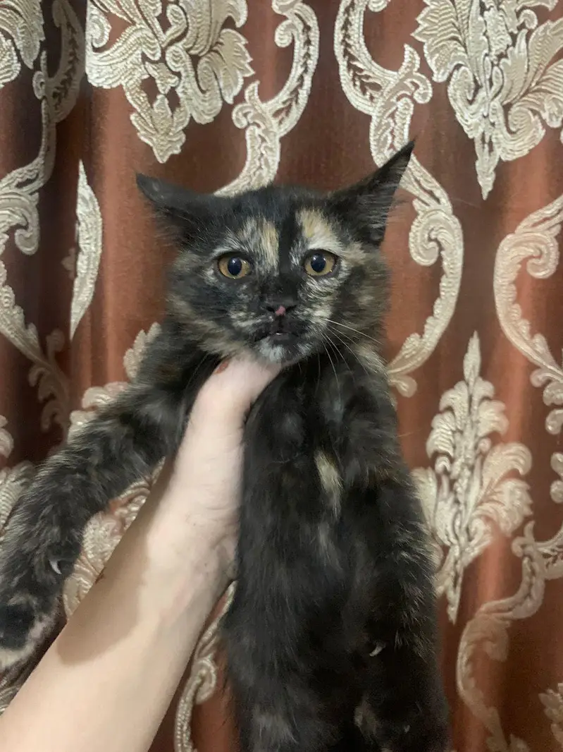 Beautiful Cat Pair for Sale — photo 2