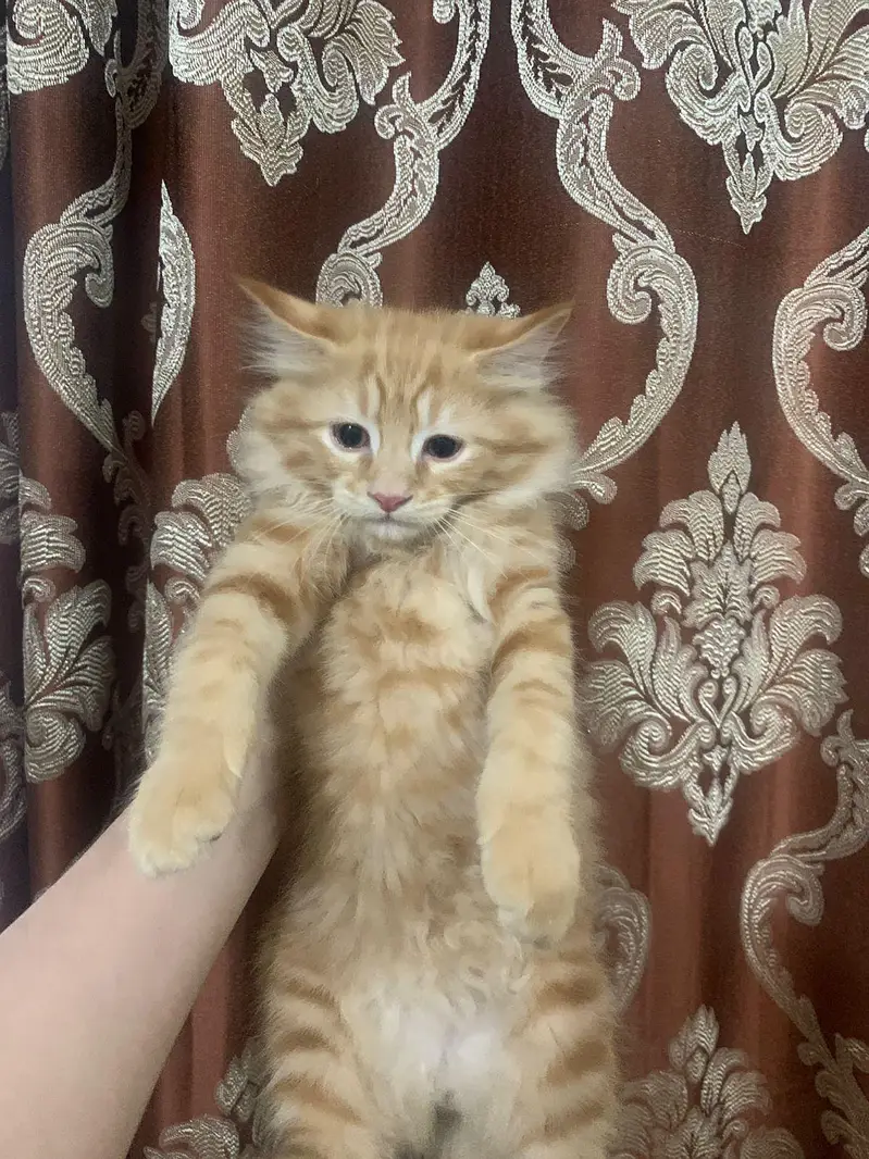 Beautiful Cat Pair for Sale — photo 3