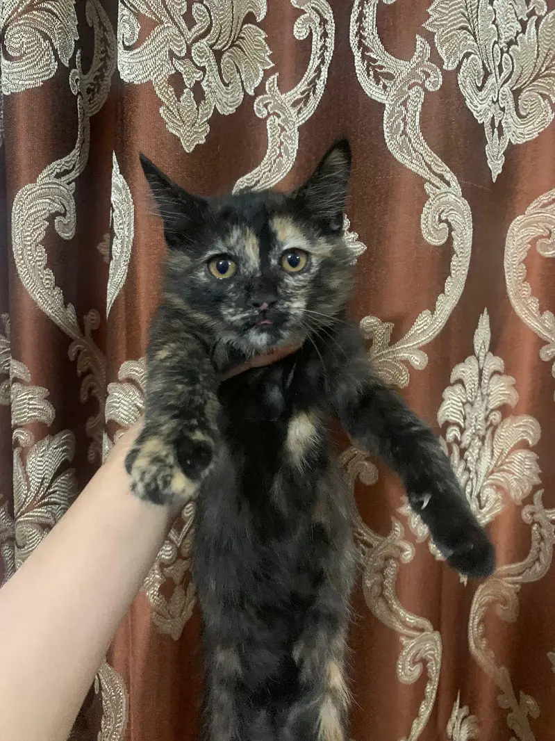 Beautiful Cat Pair for Sale — photo 4