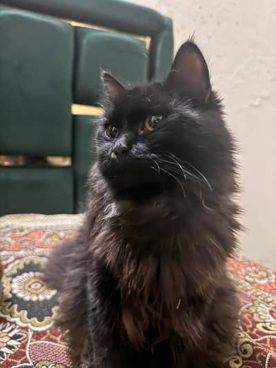  Beautiful Bombay Male Cat for Sale