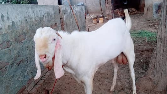 ONE GOAT SELL FROM RAHIM YAR KHAN