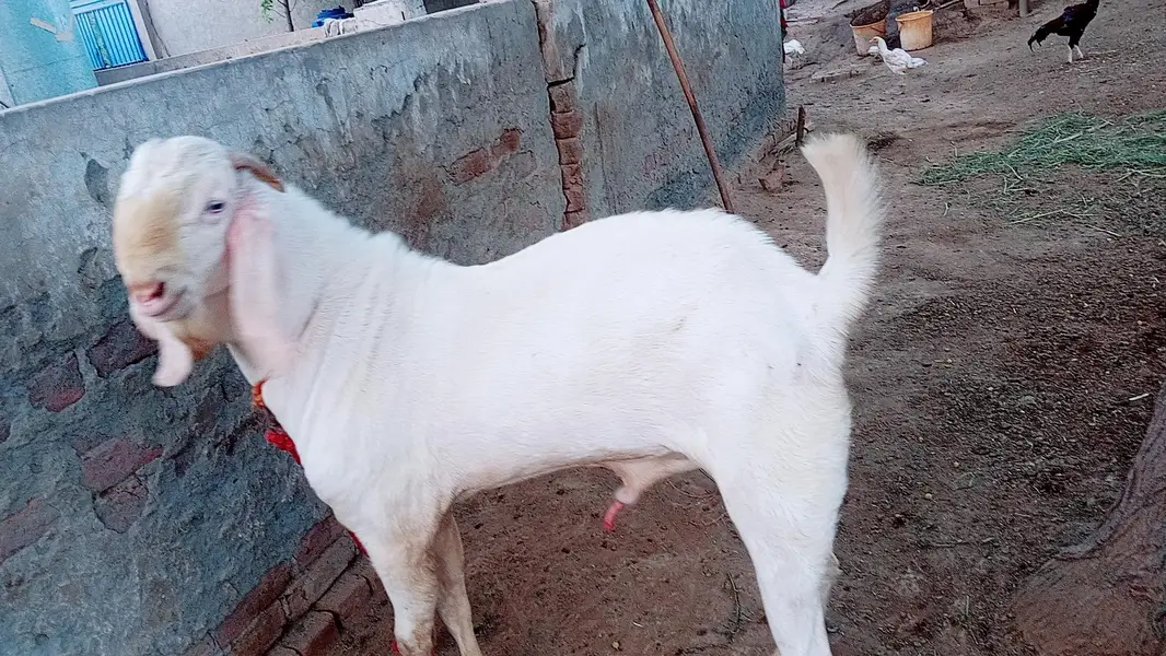ONE GOAT SELL FROM RAHIM YAR KHAN — photo 2