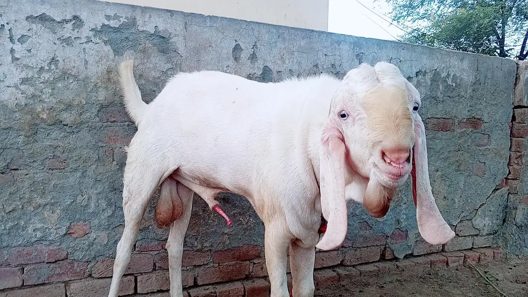 ONE GOAT SELL FROM RAHIM YAR KHAN — photo 3