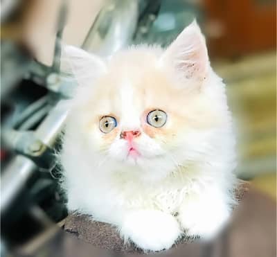 pure persian kitten |white kittens _triple coat /fluffy _cute cat