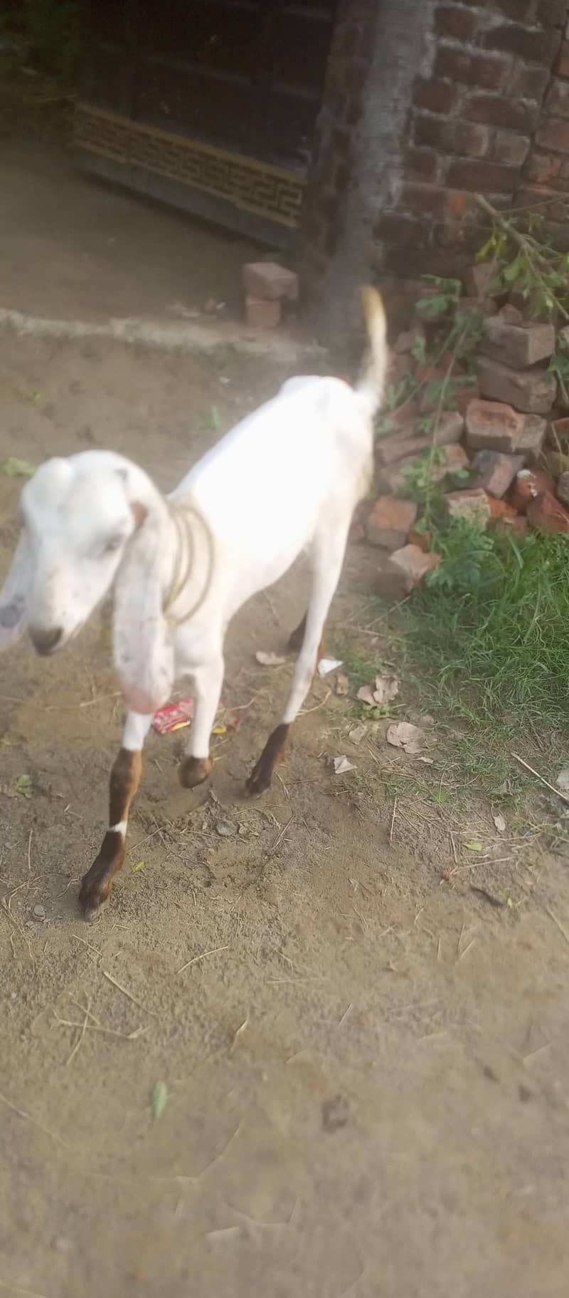 bakriya 2