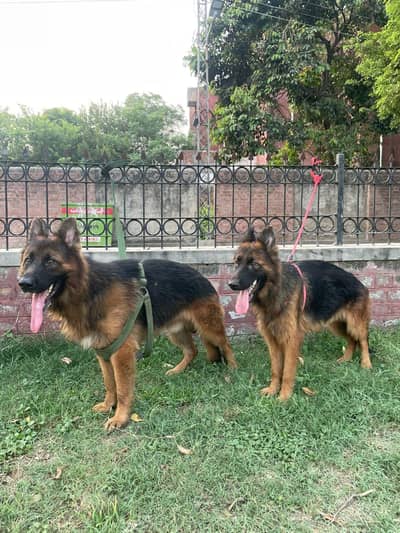 german shepherd