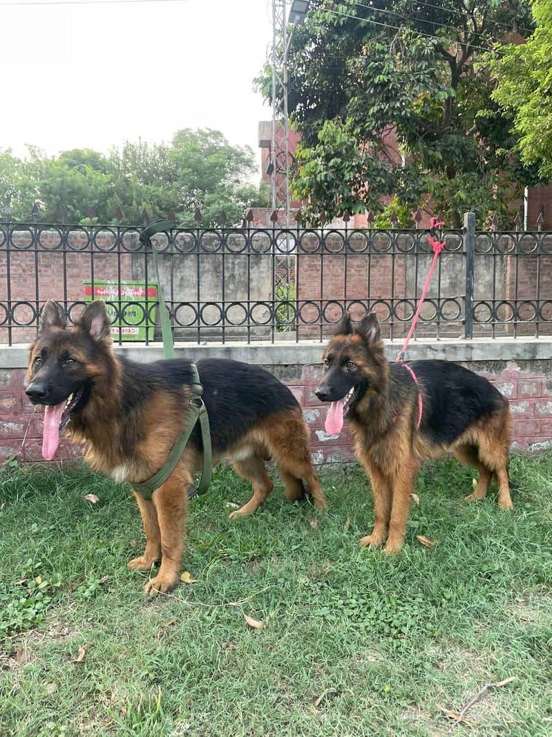 german shepherd 0