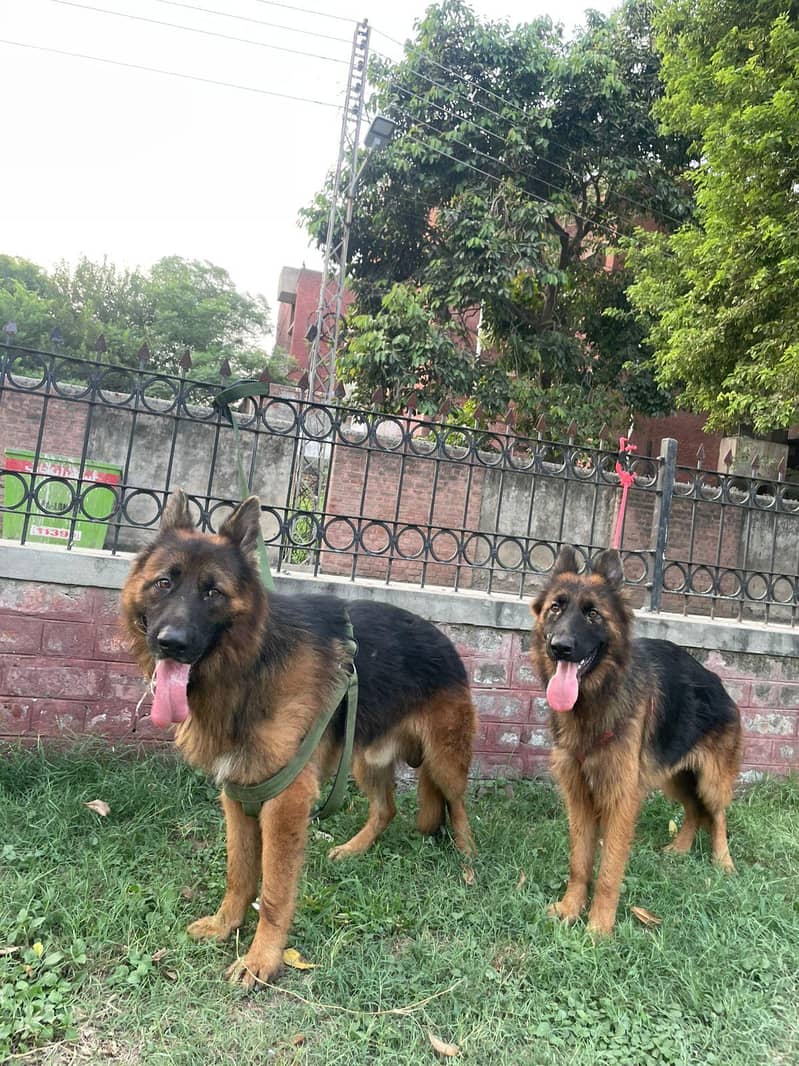 german shepherd 1