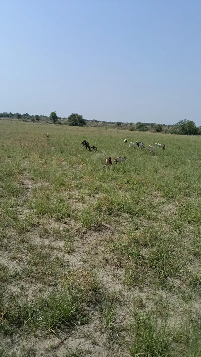 goats bakrian — photo 2