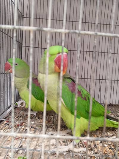 Raw parrot for sale