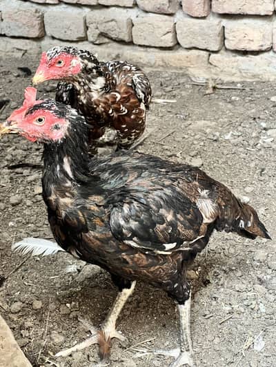 Aseel Hens Home Breed Egg Lying Video Mil Jai gi