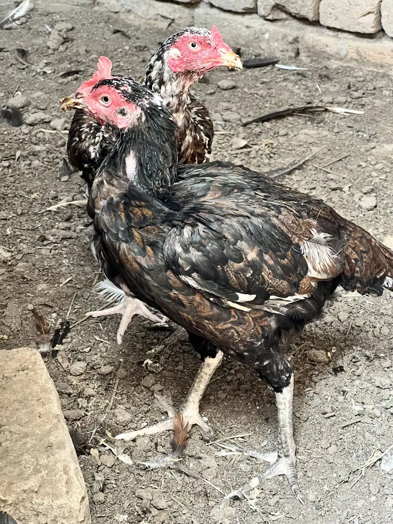 Aseel Hens Home Breed Egg Lying Video Mil Jai gi — photo 2