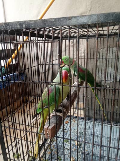 raw parrots