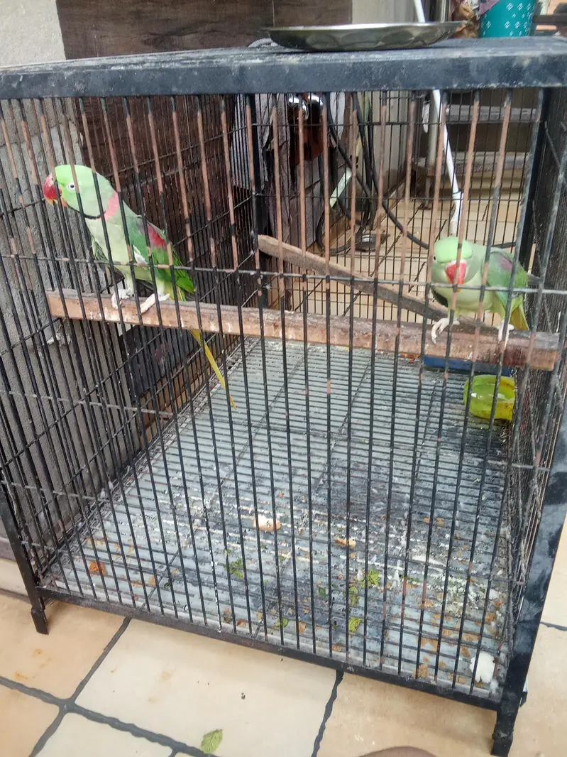 raw parrots — photo 2